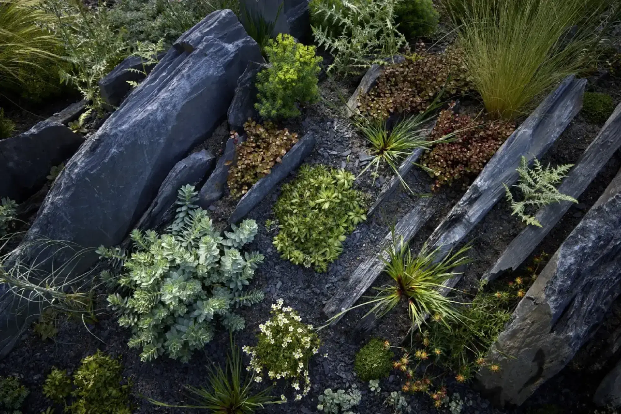 A textured garden features large dark grey slate slabs arranged among various green and reddish-brown plants, including succulents, grasses, and small white and yellow flowers.