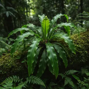 Asplenium antiquum 'Osaka'