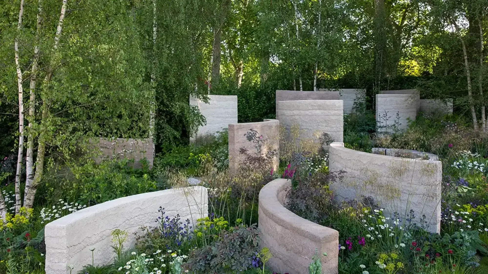 A tranquil show garden with tall, curved, textured walls and naturalistic planting of birch trees, grasses, white, blue, and purple flowers.