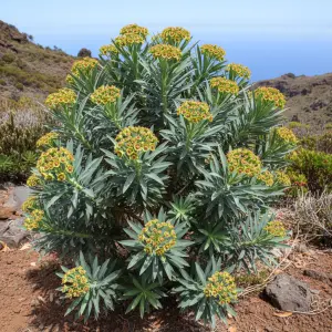 Euphorbia mellifera