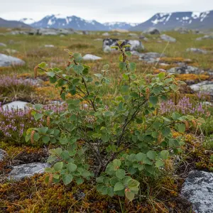 Betula nana