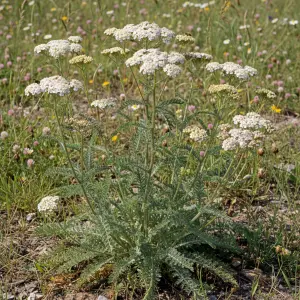 Achillea millefolium