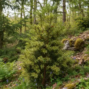 Taxus baccata 'Fastigiata aureomarginata'