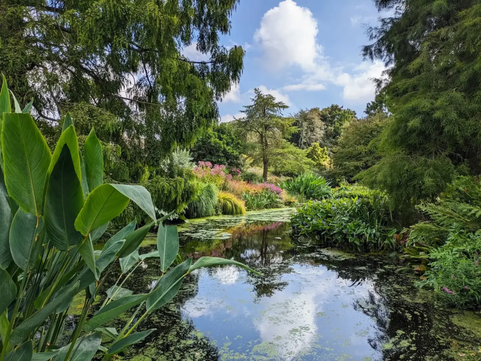 A lush, naturalistic water garden with a tranquil pond reflecting the sky, surrounded by abundant green foliage, marginal plants, and distant pink flowers.