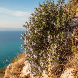 'Rosmarinus officinalis' 'Prostratus'