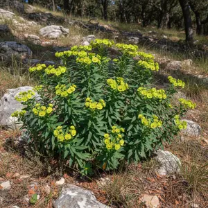 Euphorbia oblongata