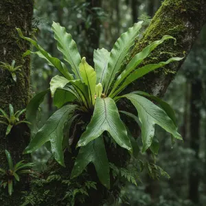 Asplenium 'Antique'