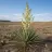 Yucca glauca