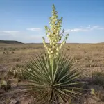 Yucca glauca
