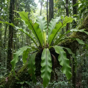 Asplenium nidus