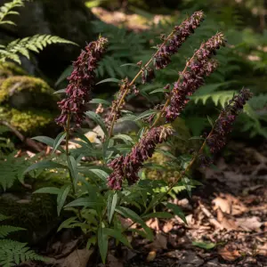 Lysimachia atropurpurea 'Beaujolais'
