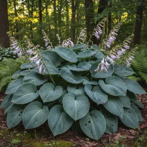 Hosta 'Big Daddy'
