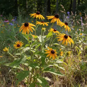 Rudbeckia hirta