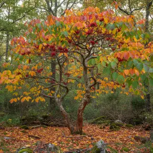 Parrotia persica