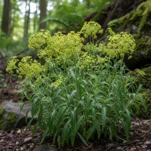 *Mathiasella bupleuroides* 'Green Dream'