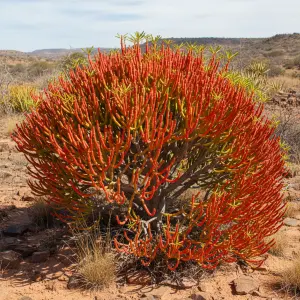 Euphorbia tirucalli