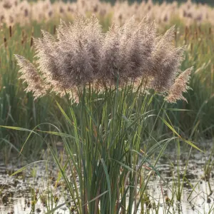 Phragmites australis