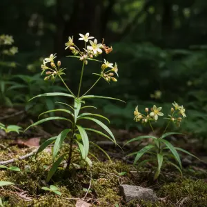 Lysimachia paridiformis var. stenophylla