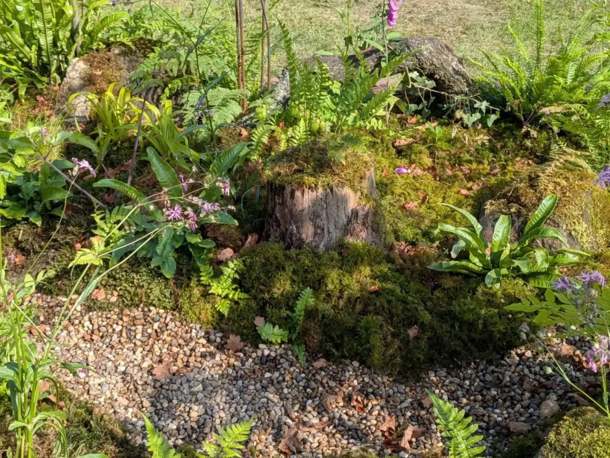 A British Rainforest border showcases a moss-covered tree stump, surrounded by lush ferns, woodland plants, and a winding pebble path.