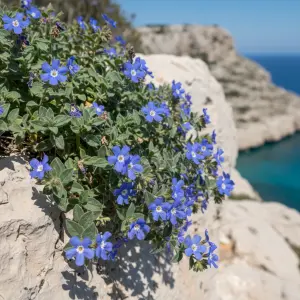 Lithodora diffusa 'Heavenly Blue'