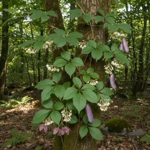 Akebia quinata