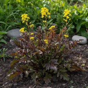 Brassica juncea 'Red Frills'