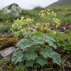 Alchemilla erythropoda