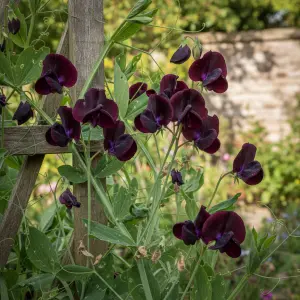Lathyrus odoratus 'Black Knight'