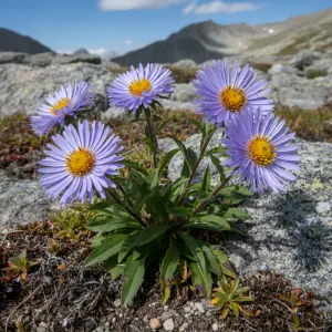 Aster alpinus