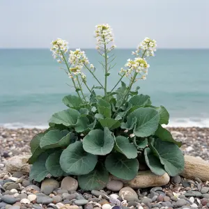 Crambe maritima