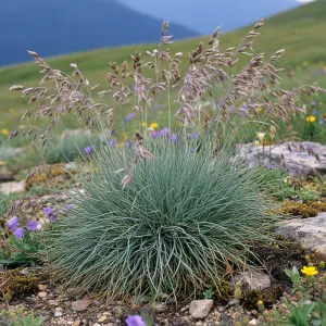 Festuca amethystina