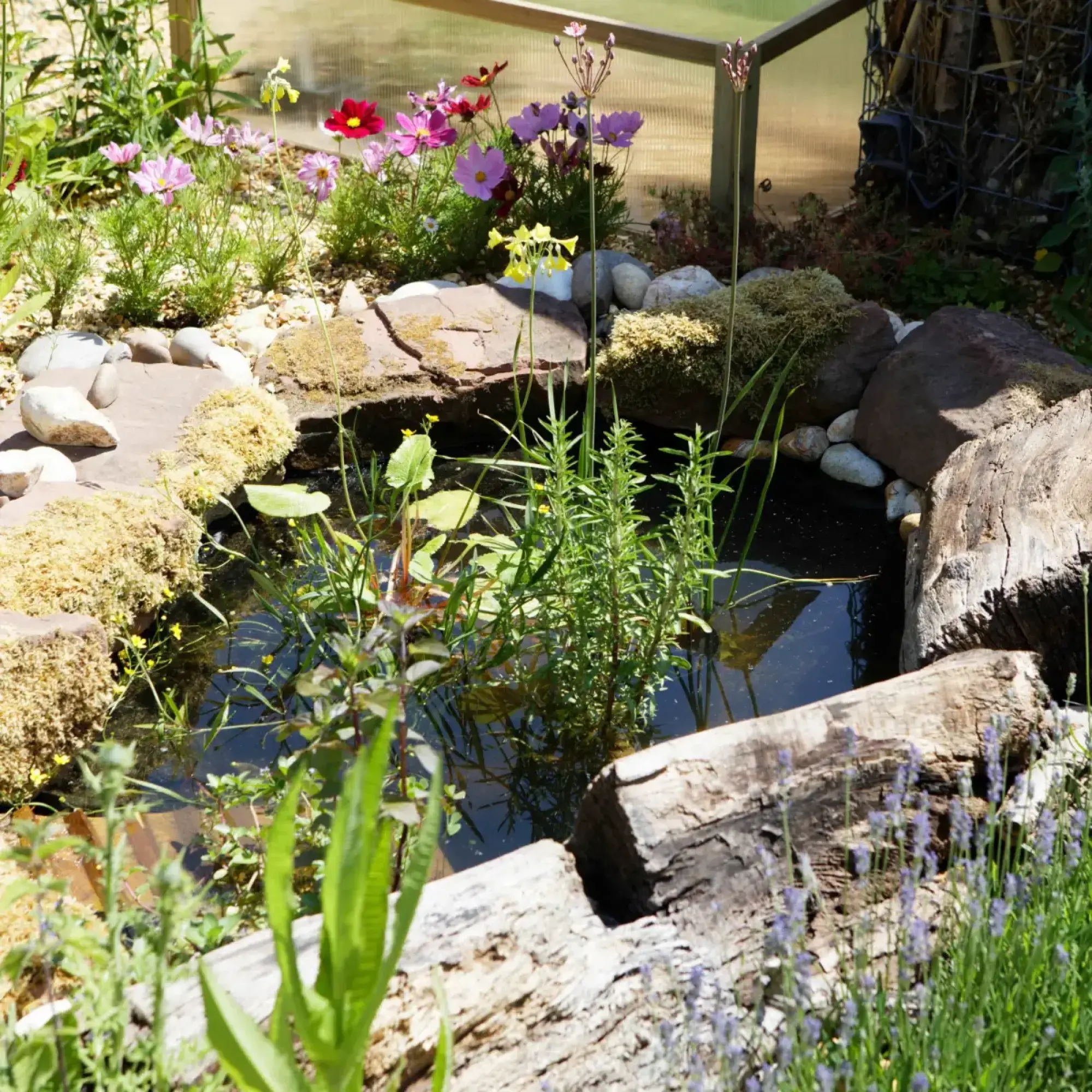 A vibrant biodiversity garden featuring a wildlife pond edged with logs and natural rocks, surrounded by pink and red cosmos, purple lavender, and lush pond plants.