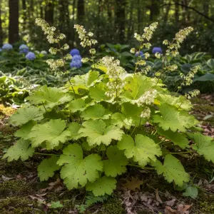 Heuchera 'Lime Marmalade'