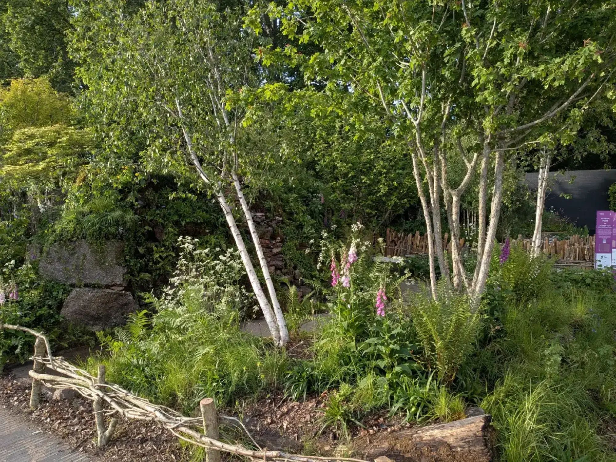 A naturalistic wildlife garden features white bark birch trees, pink foxgloves, and ferns, bordered by a rustic woven branch fence and large boulders.