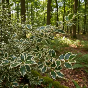 Ilex aquifolium 'Handsworth New Silver'