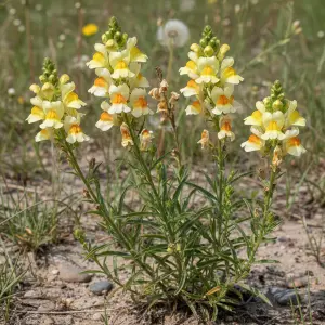 Linaria vulgaris