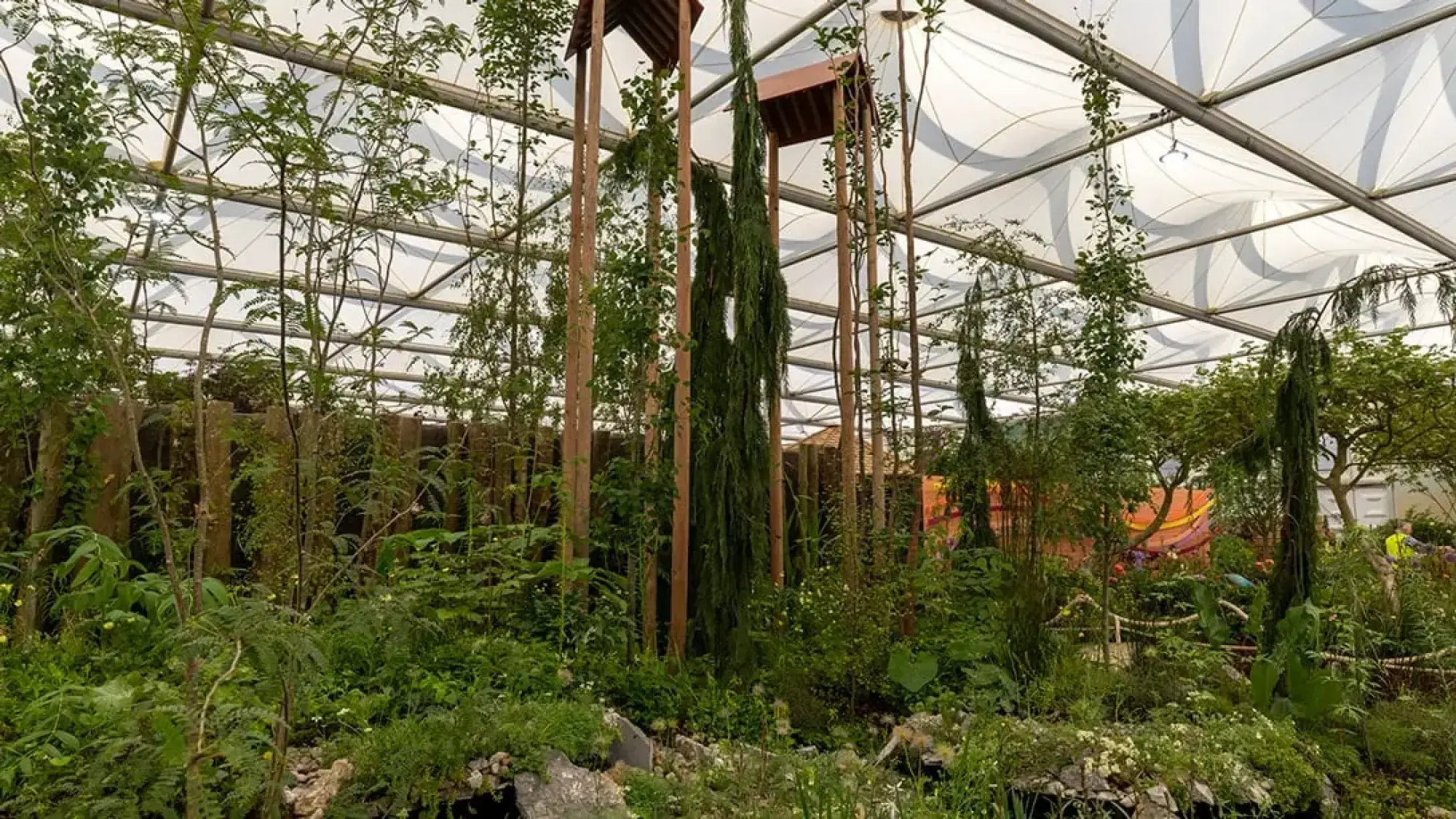 The Size of Wales Garden is a dense, verdant woodland with tall weeping conifers, slender trees, and wooden shelters amidst lush green ferns and rocky ground.