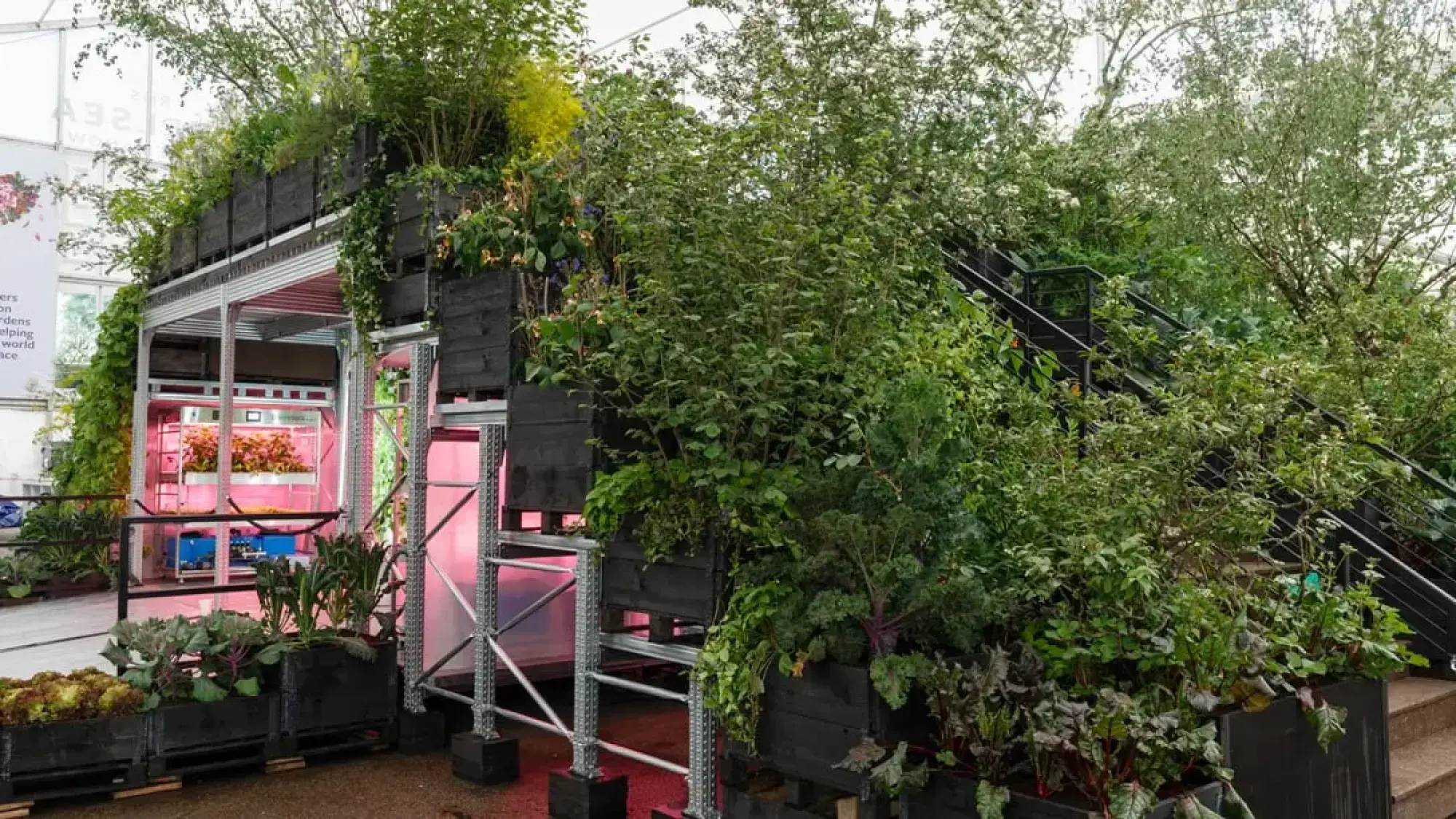 A multi-level urban farming garden with metal scaffolding and black planters full of edible plants, featuring bright pink hydroponic lights.