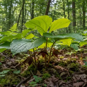 Asarum spp.