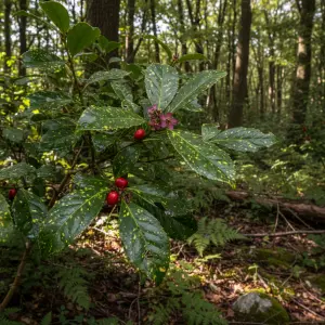 Aucuba japonica