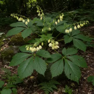 Kirengeshoma palmata