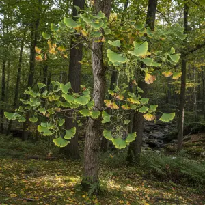 Ginkgo biloba