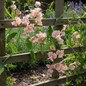 Lathyrus odoratus 'Mumsie'