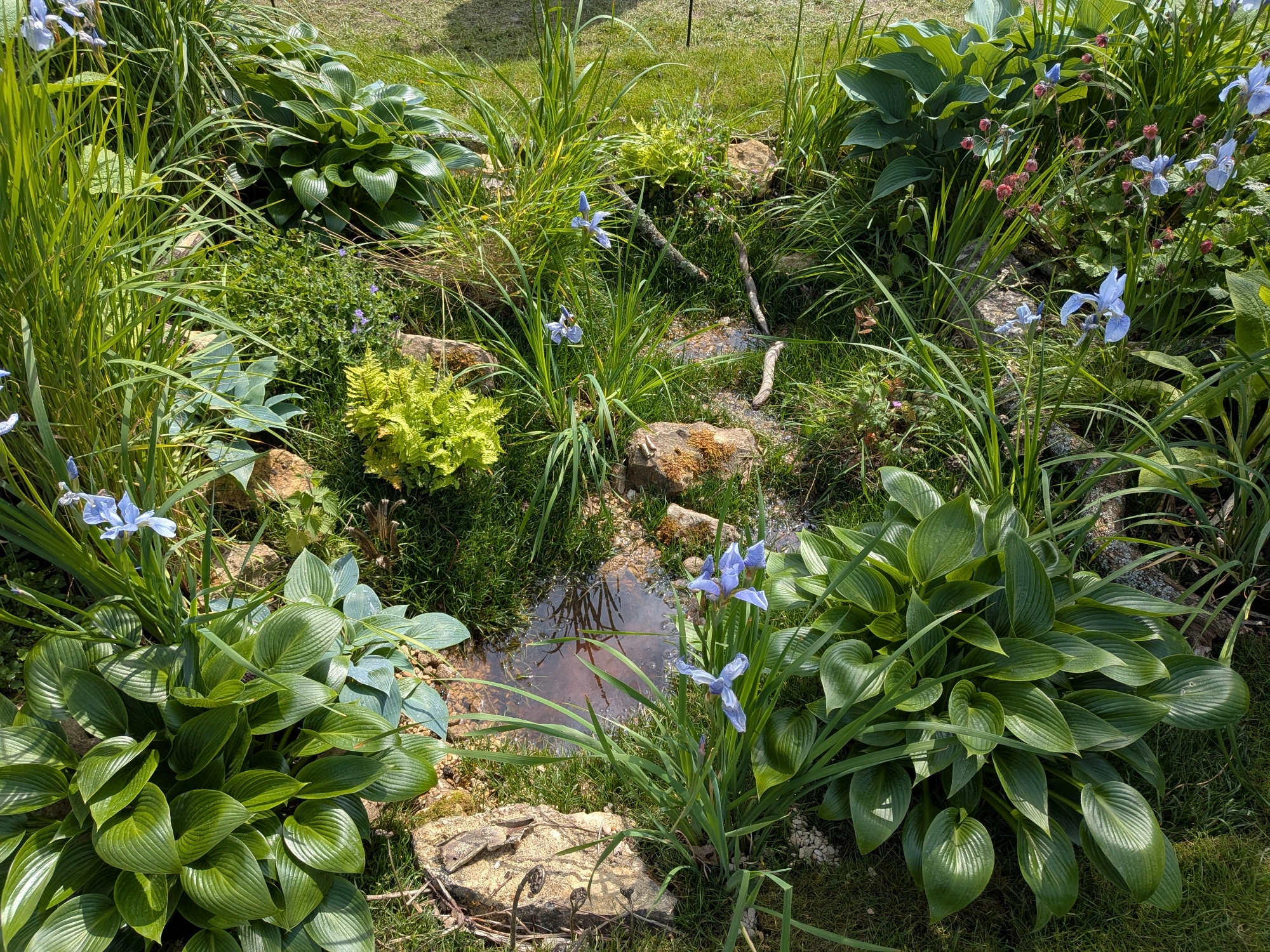 A lush, naturalistic garden border with a central puddle, vibrant green hostas, blue irises, and chartreuse ferns among rocks and grasses.