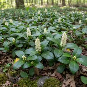 Pachysandra terminalis 'Green Sheen'
