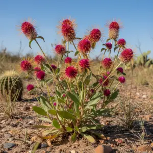 Gomphrena pulchella 'Fireworks'