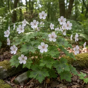 Geranium oxonianum 'Katherine Adele'