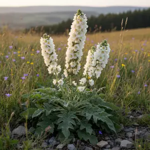 Verbascum 'Polar Summer'