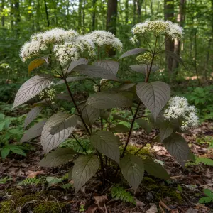 Ageratina altissima 'Chocolate'