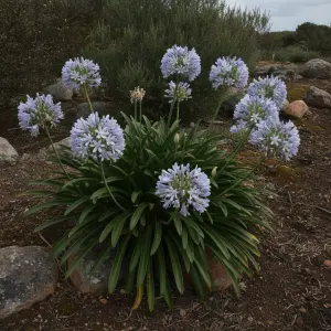 Agapanthus praecox 'Charlotte'